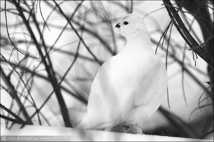    [Birds of Chukotka]
:   [Andrey Stepanov]
birds_02_20060330_d1_052_stan-d-art_ay