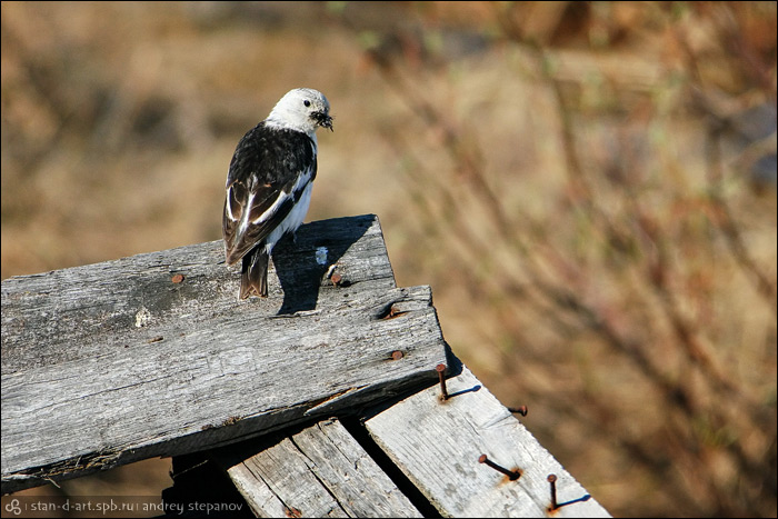    [Birds of Chukotka]
:   [Andrey Stepanov]
birds_06_20060709_ay_023_stan-d-art
