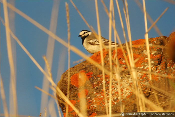    [Birds of Chukotka]
:   [Andrey Stepanov]
birds_08_20060621_d_158_stan-d-art_ay