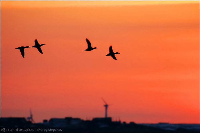    [Birds of Chukotka]
:   [Andrey Stepanov]
birds_16_20060523_d1_046_stan-d-art_ay